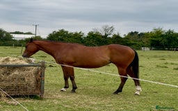 Irish Thoroughbred horses for sale: Project horse previously backed from KODIAC line - Image 5