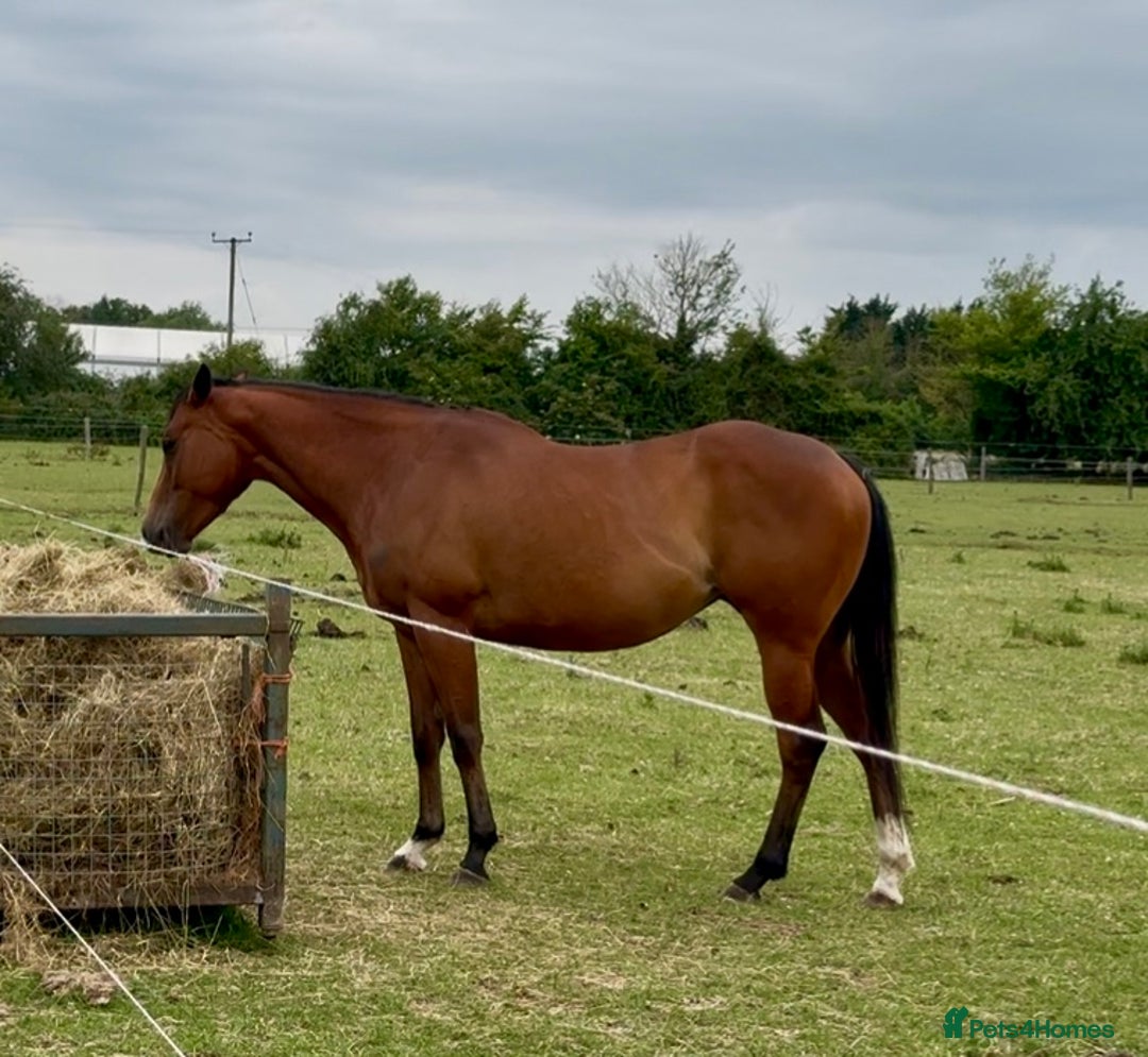 Irish Thoroughbred horses for sale: Project horse previously backed from KODIAC line - Image 5