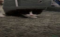 Mixed Breed cats for sale: Kittens for sale  - Image 6