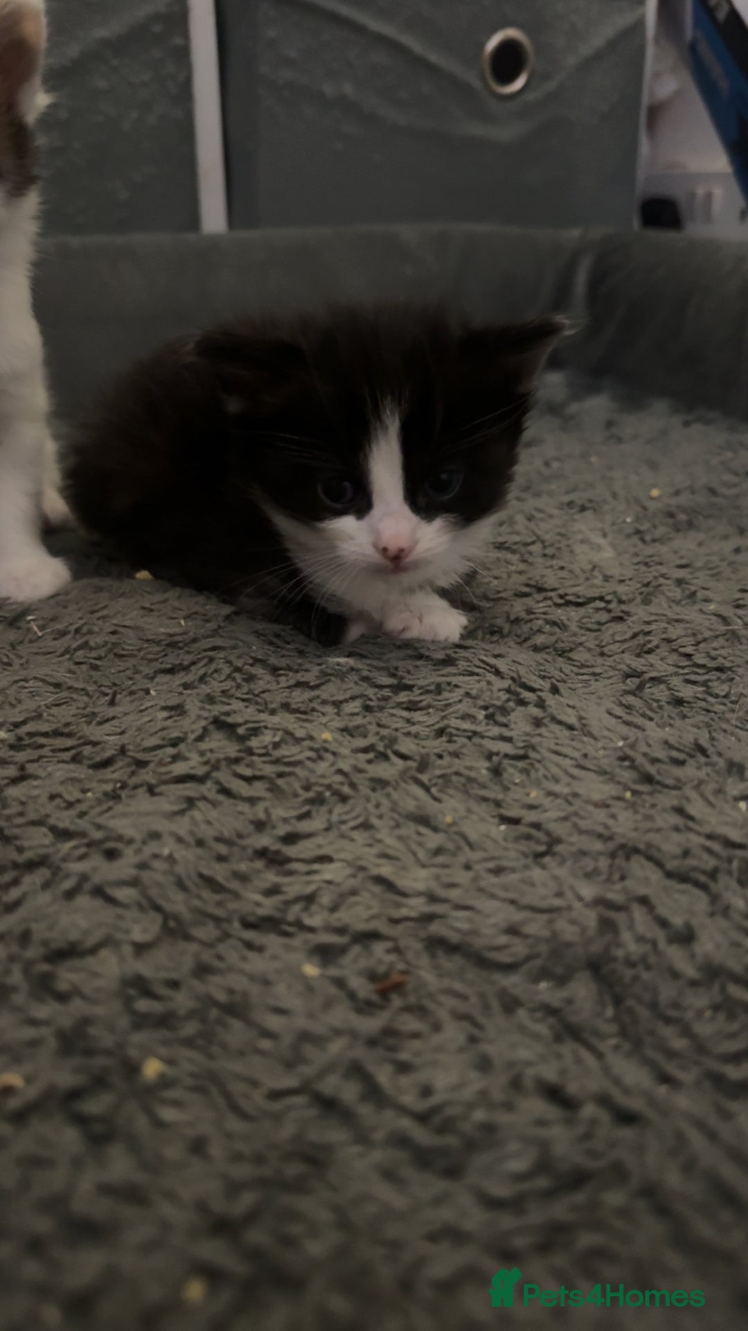 Mixed Breed cats for sale: Kittens for sale  - Image 6