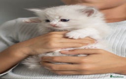 Ragdoll cats for sale: Best Ragdoll Bicolour and Lynx kittens in UK - Image 18