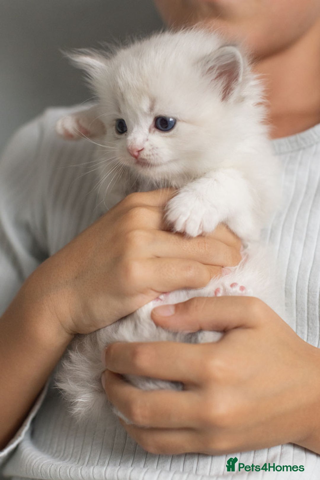 Ragdoll cats for sale: Best Ragdoll Bicolour and Lynx kittens in UK - Image 18