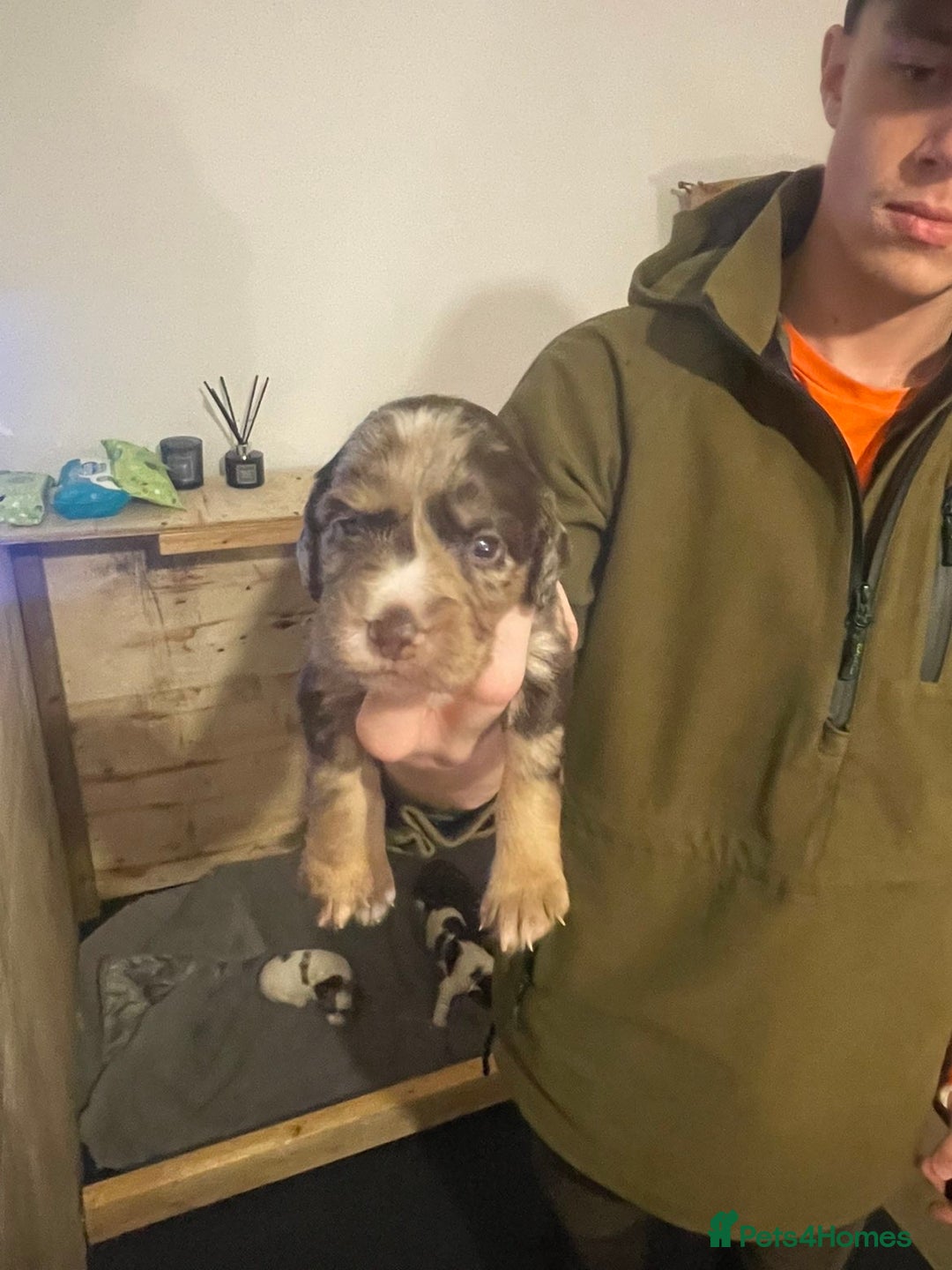 Cocker Spaniel dogs for sale: Stunning Working cocker spaniels  - Advert 14