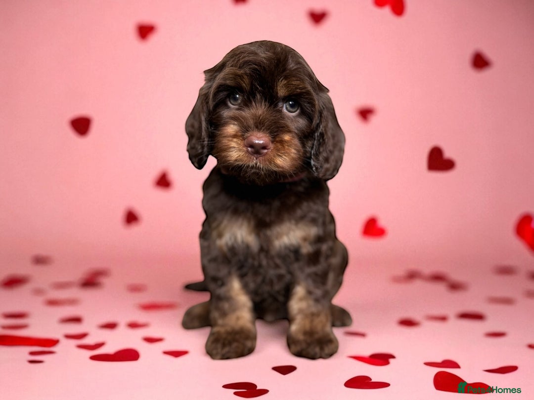 Cockapoo dogs for sale: WAITING LIST OPEN FOR SHOW SPANIELS AND COCKAPOOS - Advert 10