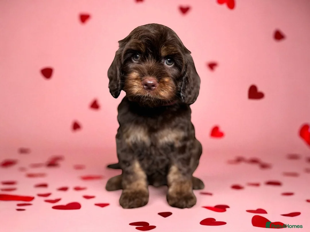 Cockapoo dogs for sale: 🐶THE MOST PERFECT DNA CLEAR MINI F1 COCKAPOOS🐶 - Advert 22