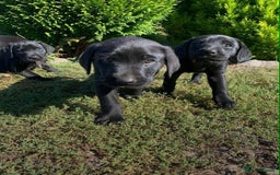 Labrador Retriever dogs for sale: 5 labrador puppies ready for there new homes now - Image 2