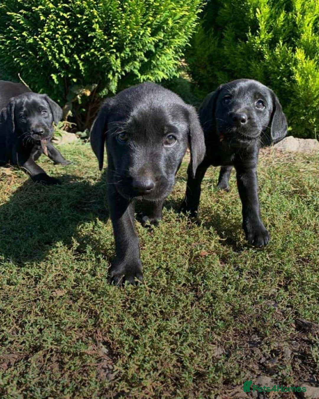 Labrador Retriever dogs for sale: 5 labrador puppies ready for there new homes now - Image 2
