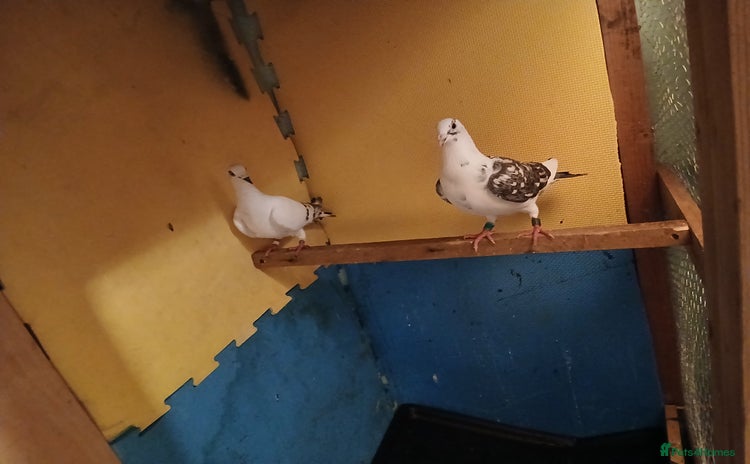 Doves birds - Advert 1
