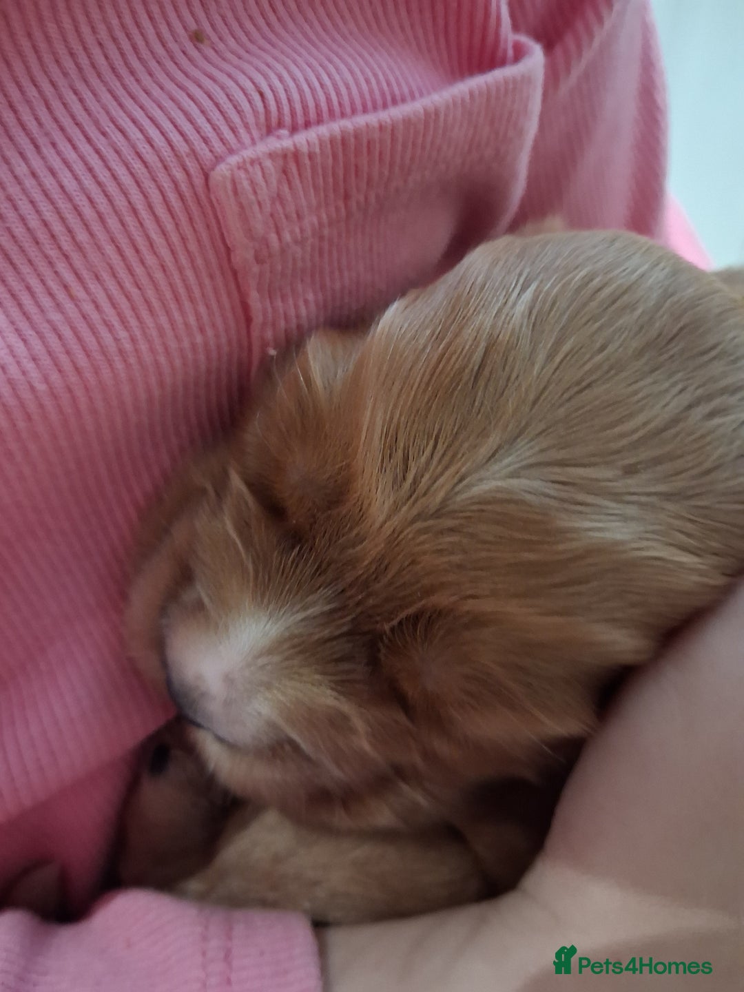 Cocker Spaniel dogs for sale: Adorable Show Cockers - Image 3