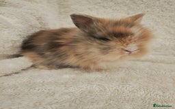 Lionhead rabbits for sale: Double mane lionhead rabbits - Image 12