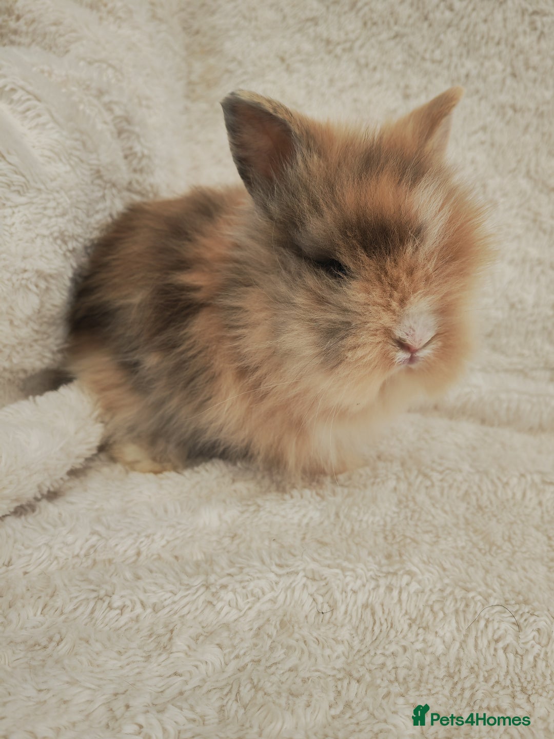Lionhead rabbits for sale: Double mane lionhead rabbits - Image 12