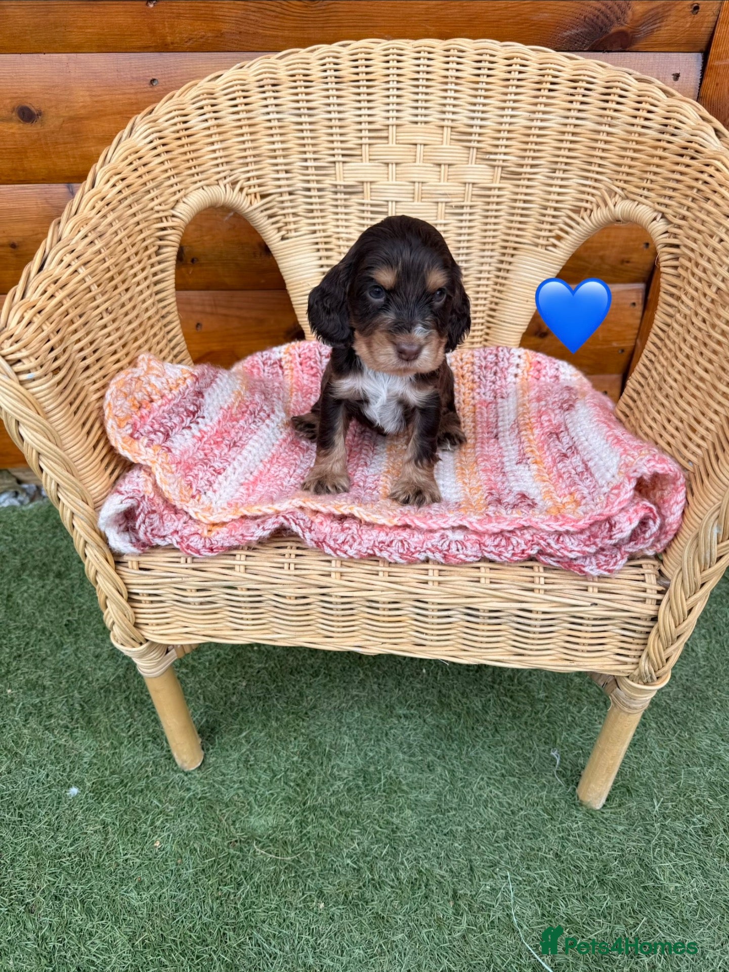 Cocker Spaniel dogs Kc reg Show type cocker spaniels  - Advert 6