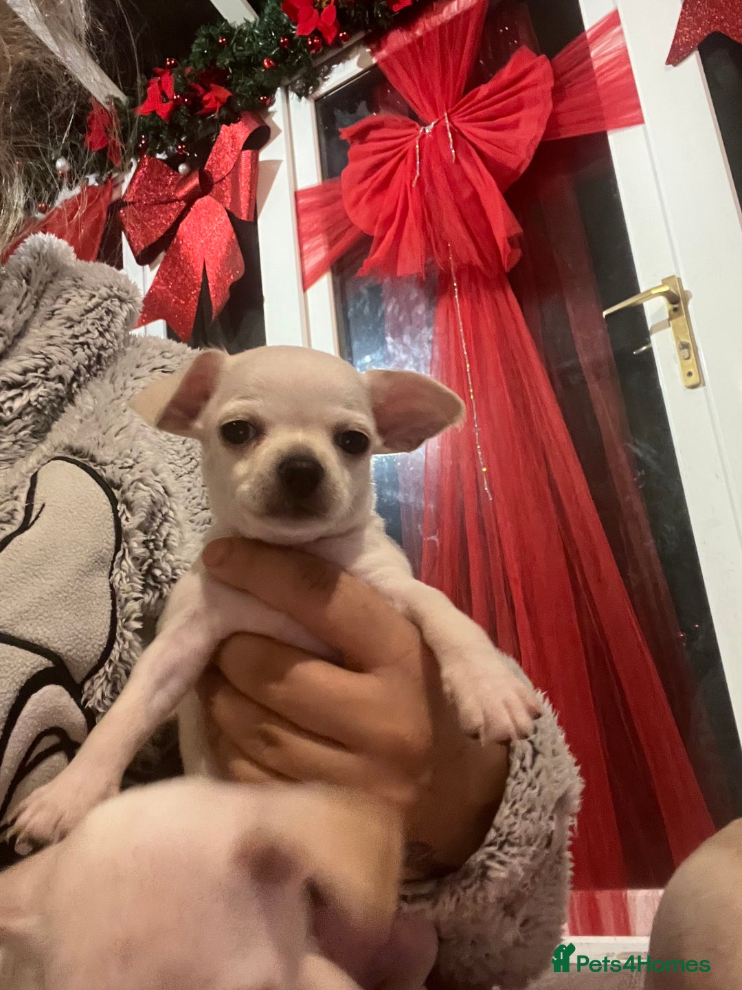 Chihuahua dogs for sale: Beautiful short hair chihuahua  - Advert 24