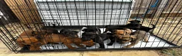 Mixed Breed dogs for sale: CANE CORSO X ROTTWEILER  - Advert 4