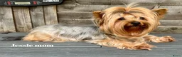 Yorkshire Terrier dogs for sale: Outstanding Pedigree Yorkshire Terrier Puppies ❤️ - Advert 7
