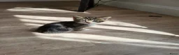 Mixed Breed cats for sale: Cute tabby kittys  in Perth - Advert 7