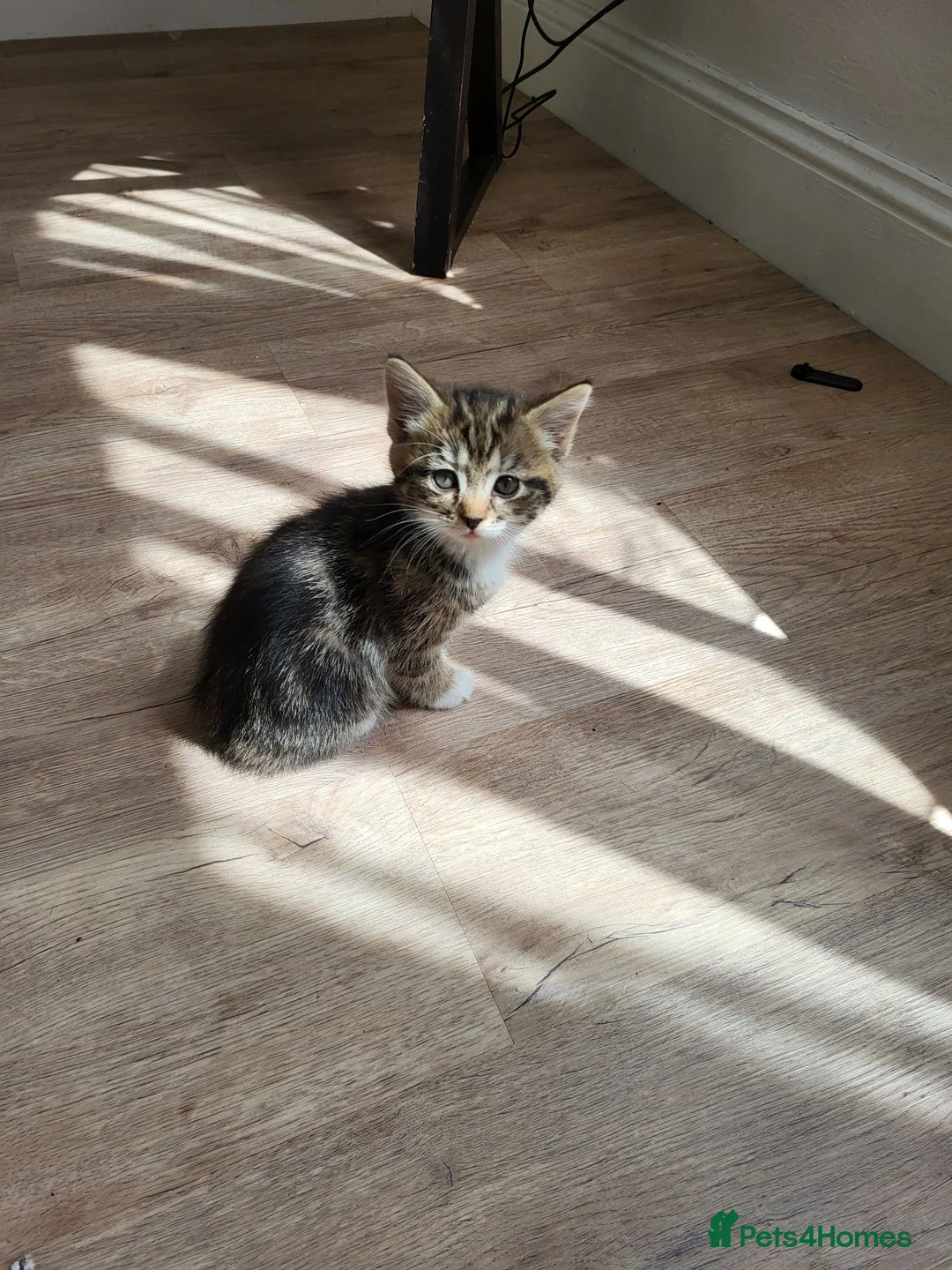 Mixed Breed cats for sale: Cute tabby kittys  in Perth - Advert 7