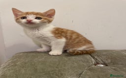 Mixed Breed cats for sale: kittens ready now  - Image 7