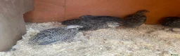 Quail poultry for sale: Mixed Coturnix Quails  in Bradford - Advert 2