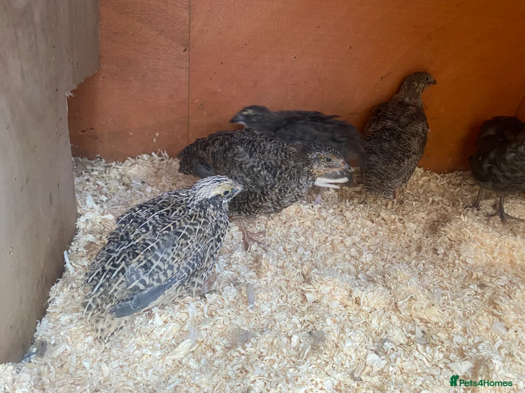 Quail poultry for sale: Mixed Coturnix Quails  in Bradford - Advert 2