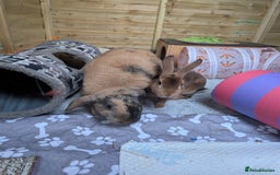 Rex rabbits for sale: Two Neutered male rabbits - Image 4