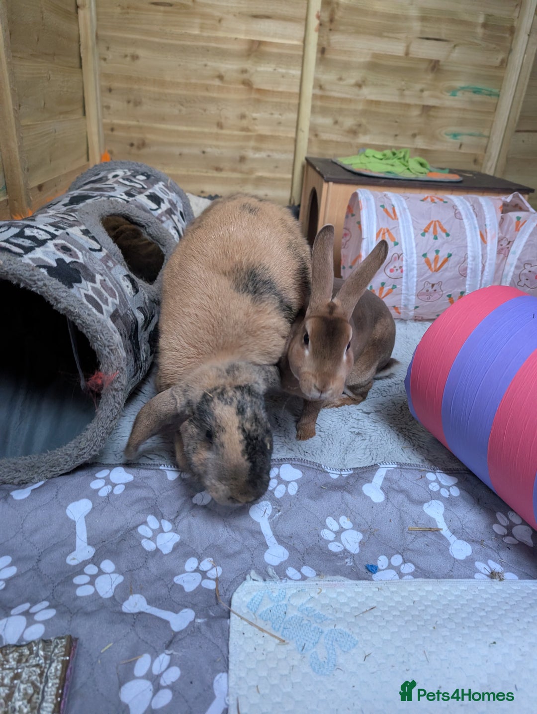 Rex rabbits for sale: Two Neutered male rabbits - Image 4