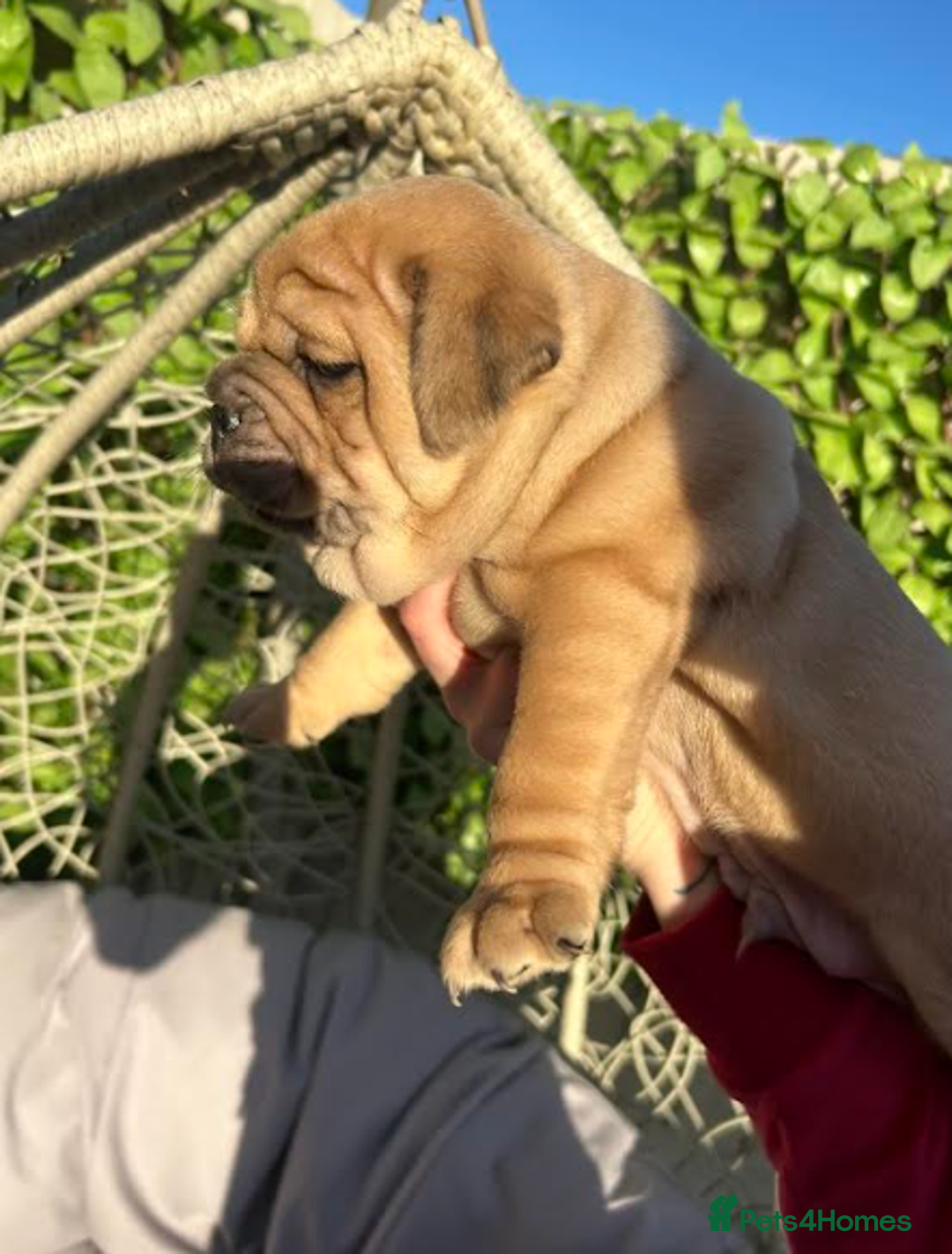 Olde English Bulldogge dogs for sale: Chocolate & Tan Olde English Bulldog Puppies  - Advert 10