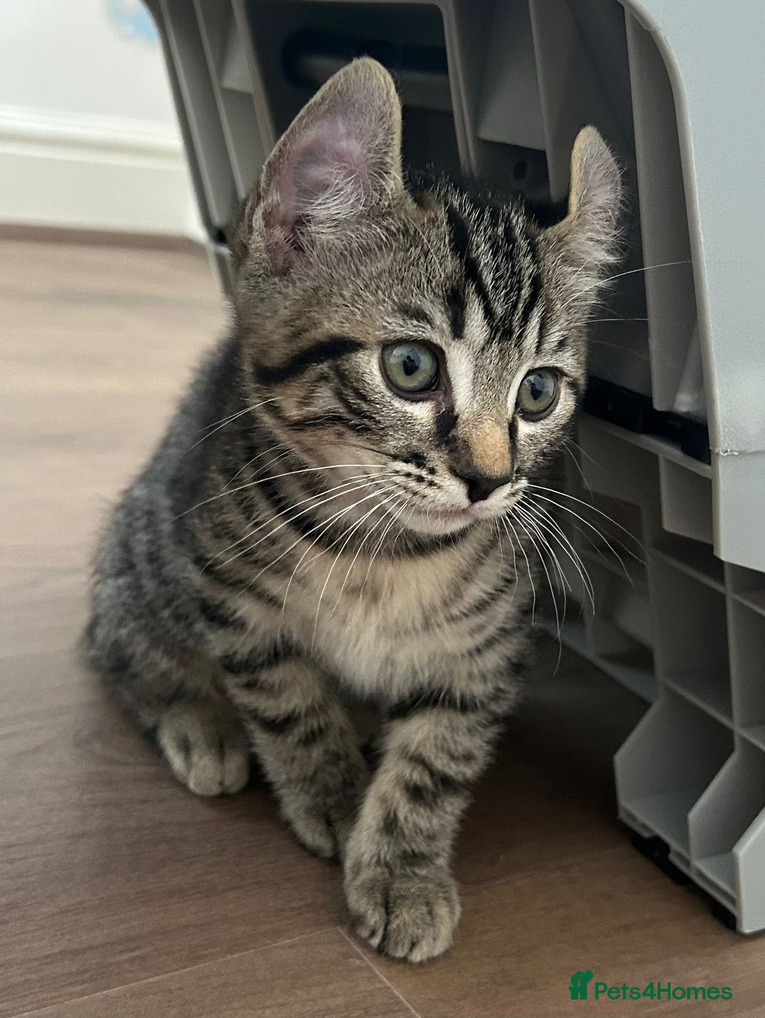 Keetso cats for sale: Reduced Ready now Last 1, Rare Jungle Curl Kittens in Portsmouth - Image 13