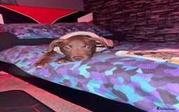 Mixed Breed dogs for sale: Labrador x staff  - Advert 4