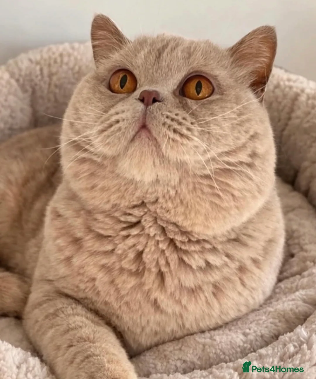 British Shorthair cats for sale: CHAMPION BRITISH SHORTHAIR KITTENS 😸  - Advert 6