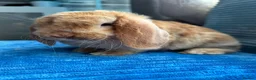 Mini Lop rabbits for sale: 🦋Pure Breed Mini plush lop 🦋 in Halstead - Advert 13