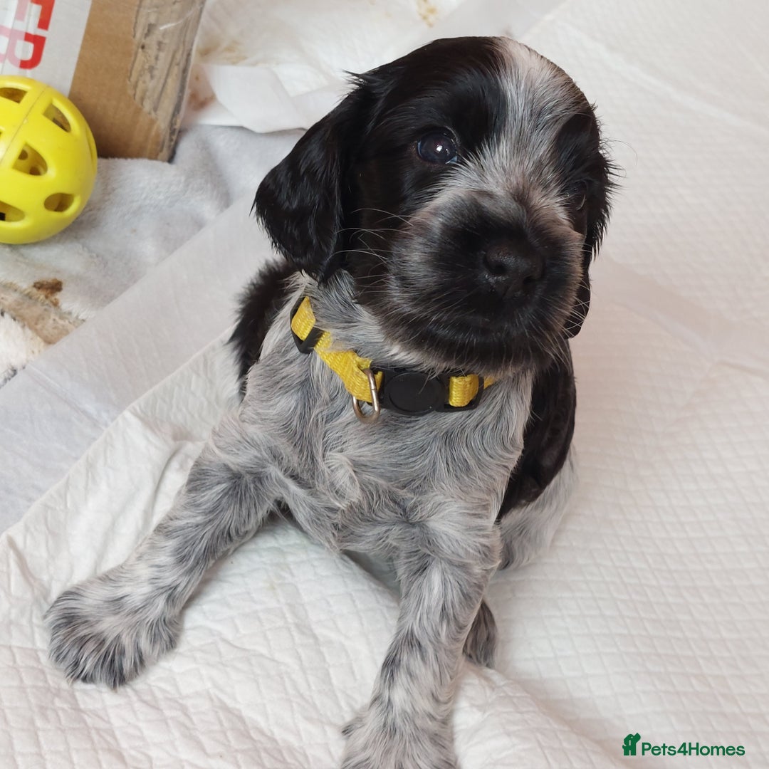 Cocker Spaniel dogs for sale: Kc Reg show type cocker spaniel puppies  - Image 31