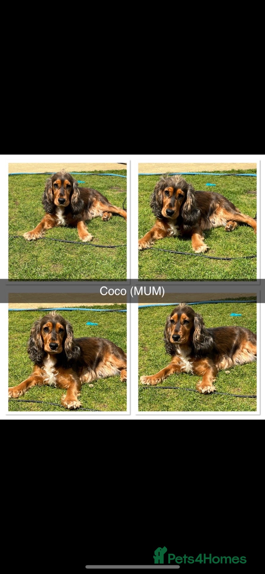 Cocker Spaniel dogs 🐾Beautiful Show Type Cocker Spaniel Puppies 🐾 - Advert 1