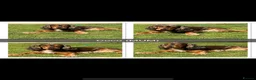 Cocker Spaniel dogs for sale: 🐾Beautiful Show Type Cocker Spaniel Puppies 🐾 - Advert 10