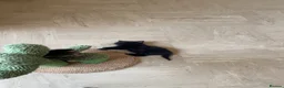 Mixed Breed cats for sale: Three black kittens  - Advert 19