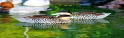 Ducks poultry for sale: Ornamental wildfowl for sale, 2026 bred - Advert 7