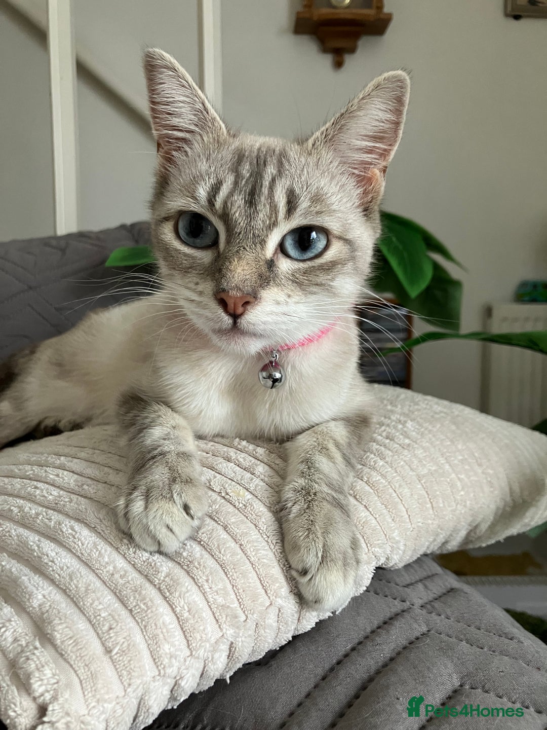 Siamese cats for sale: Siamese Lynx, - Image 5