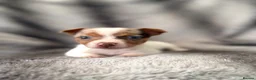 Jack Russell dogs for sale: Beautiful jackrussell pups - Advert 6