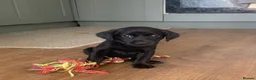 Labrador Retriever dogs for sale: KC Labrador Black/Dark yellow 🐾 - Advert 7
