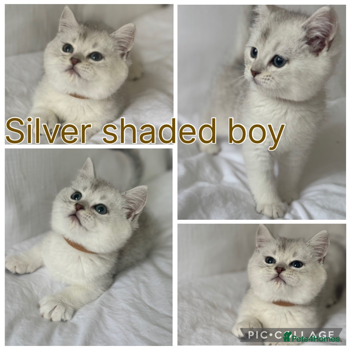 British Shorthair cats Stunning Silver and gold GCCF British shorthairs  - Advert 2
