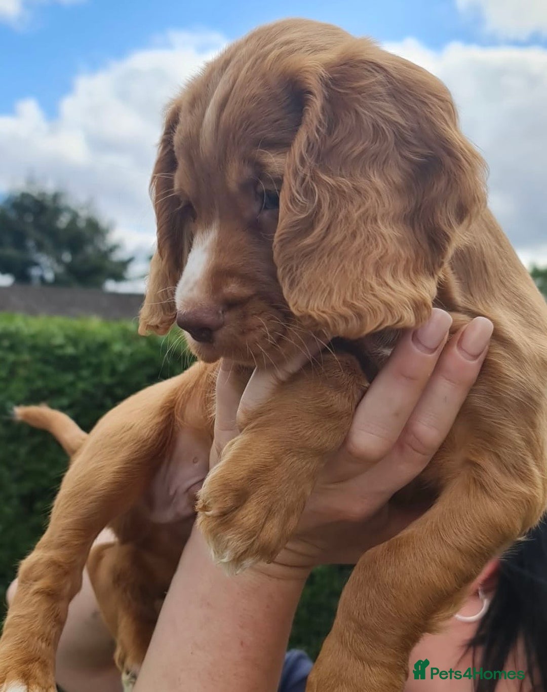 Cocker Spaniel dogs for sale: Gorgeous Cocker Pups - Image 4