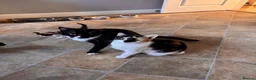 Mixed Breed cats for sale: Two black and white Cats for sale  in Rotherham - Advert 1