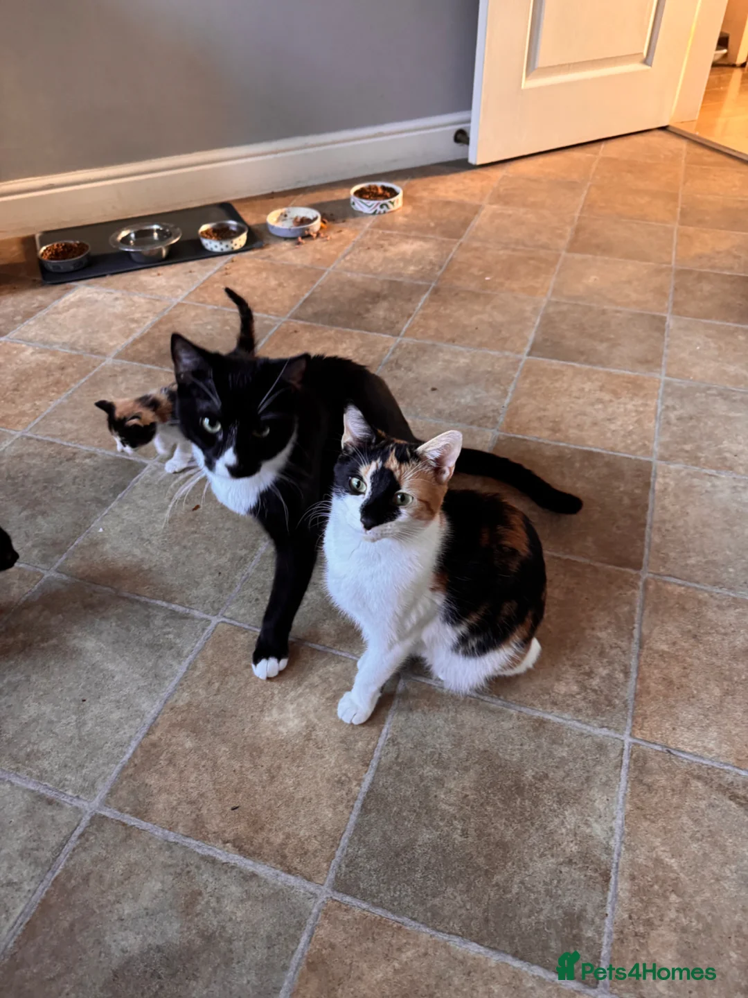 Mixed Breed cats for sale: Two black and white Cats for sale  in Rotherham - Advert 1