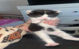 Mixed Breed cats for sale: 2 kittens  - Image 2
