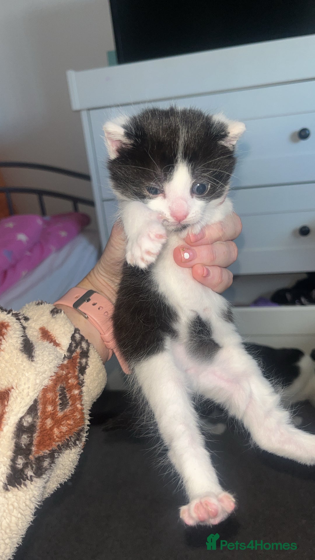 Mixed Breed cats for sale: 2 kittens  - Image 2