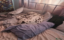 Dalmatian dogs for sale: Puppied - Image 5