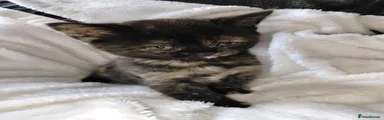 Tortoiseshell persian