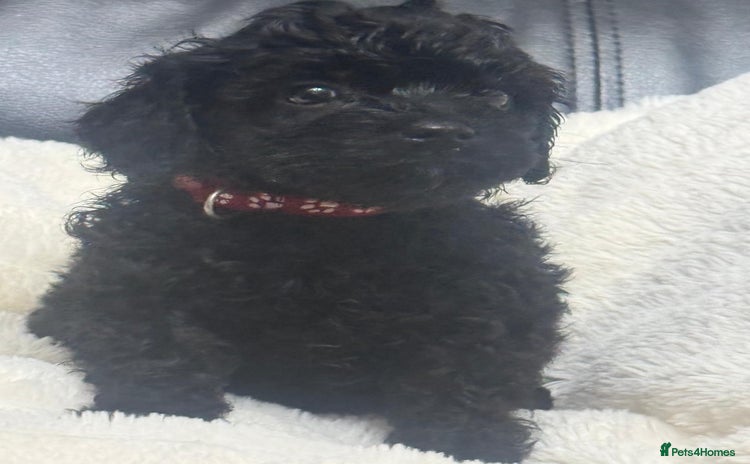 Cavapoo dogs - Advert 8