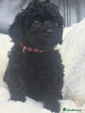 Cavapoo dogs - Advert 8