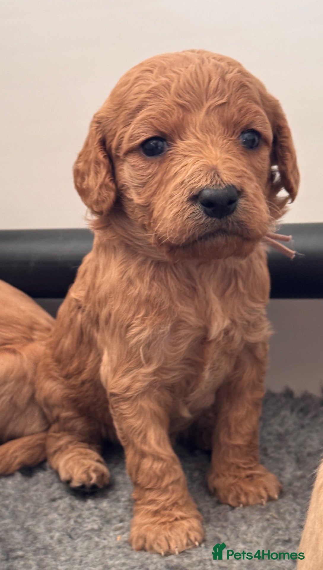 Goldendoodle dogs for sale: F1b medium Goldendoodle puppies, DNA screened - Advert 1